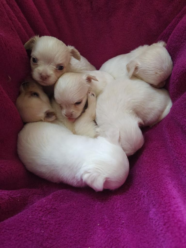 Chiot 2020