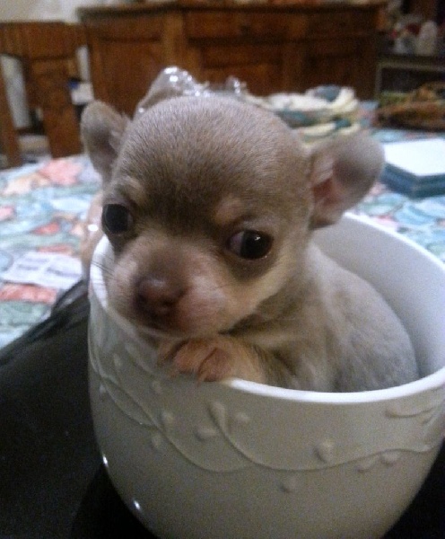 Chiot 2015